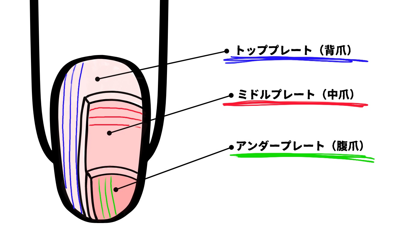 爪の３層構造構造を表した図です